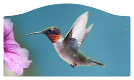 DASHELL-028 Humming Bird 2